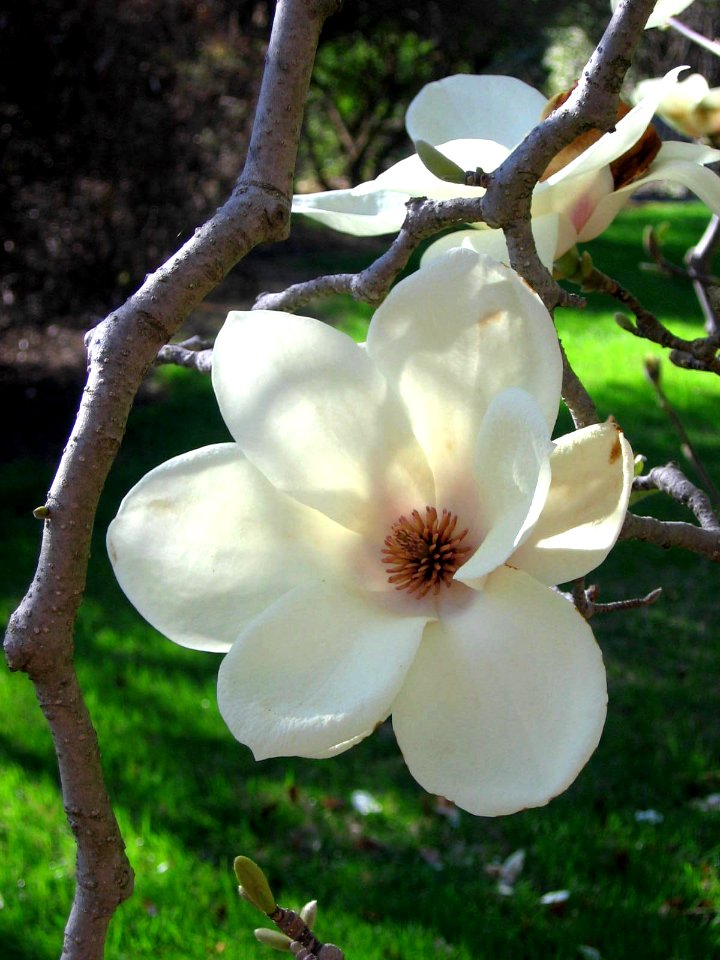 Tulip Tree Singlet