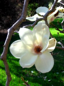 Tulip Tree Singlet