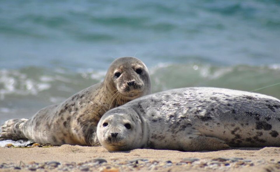 Ocean wildlife water