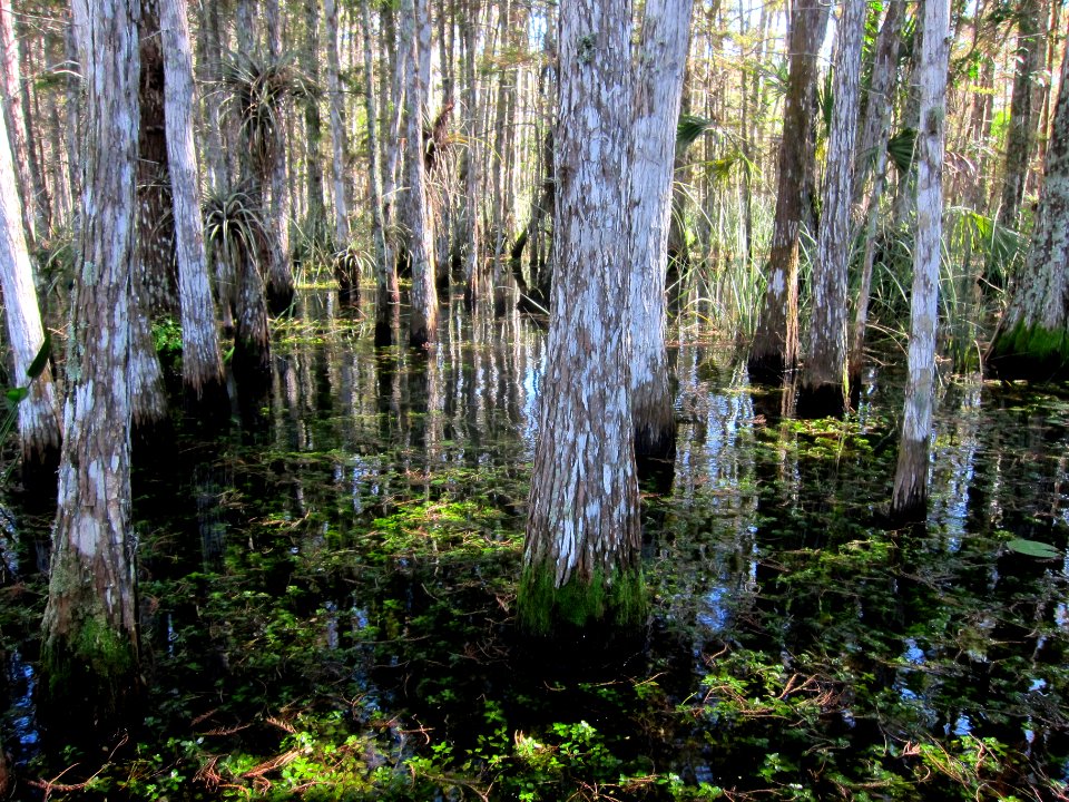 Concho Billie Cypress Strand