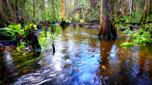 Headwaters of Turner River