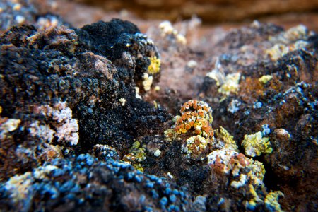 A tiny world of colorful lichens. photo