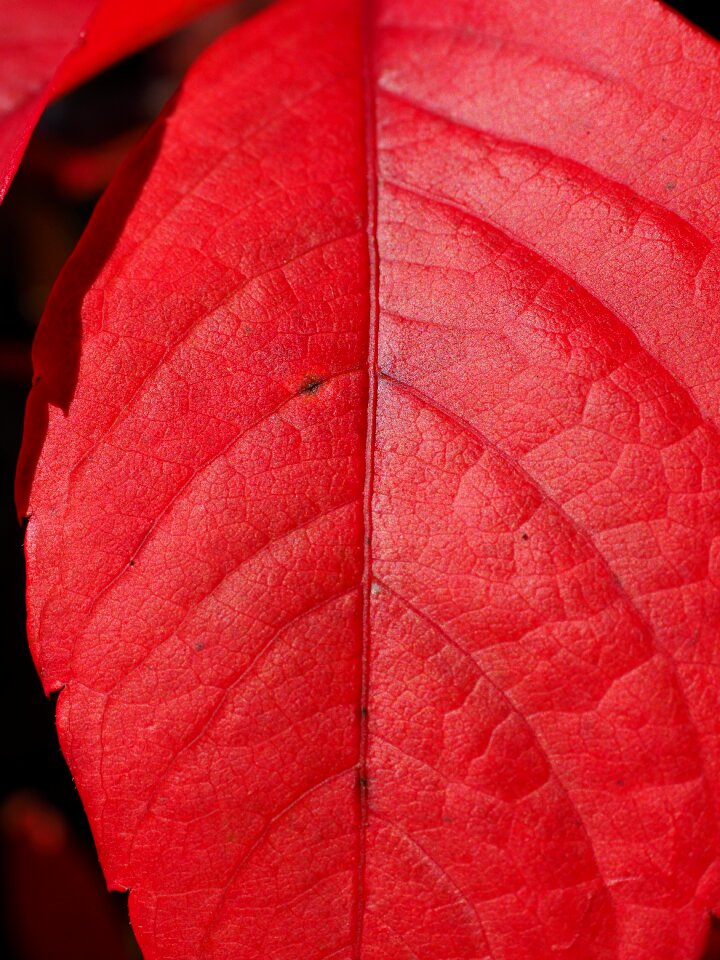 Ordinary jungfernrebe wine autumn