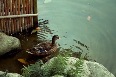 Female Mallard