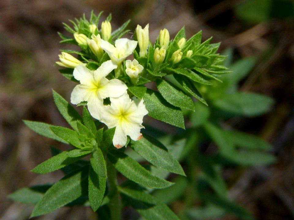 Pineland heliotrope, Heliotropium polyphyllum