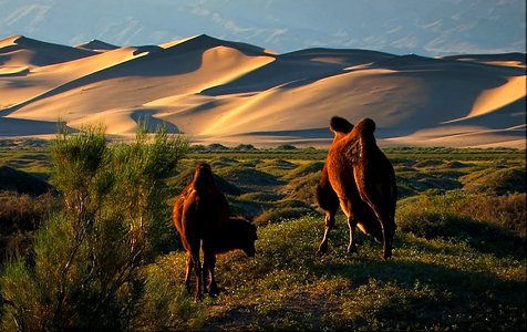 Morning grazing-Mongolia photo