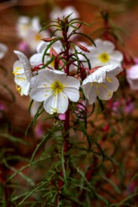Pale evening-primrose (Oenothera pallida)