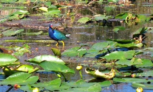 Purple Gallinule