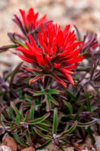 Common paintbrush (Castilleja scabrida var. scabrida)