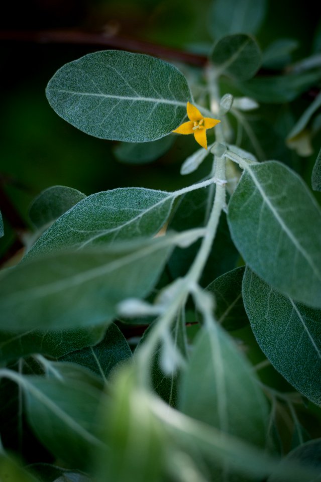 Russian Olive
