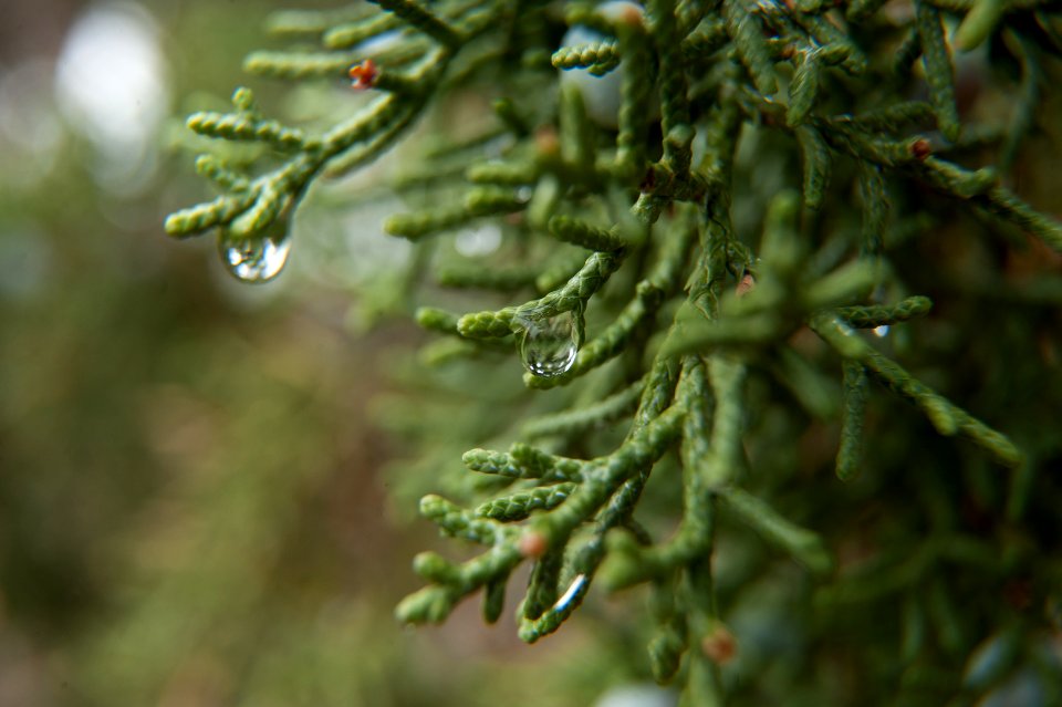 Utah Juniper, Water Droplets