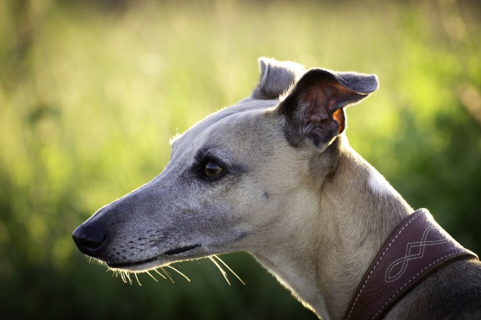The head of greyhound racing profile green
