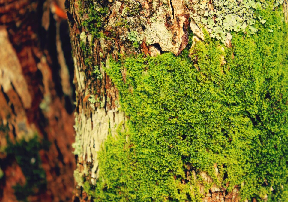 Natural bark tree