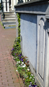 Dutch WILL have their flowers