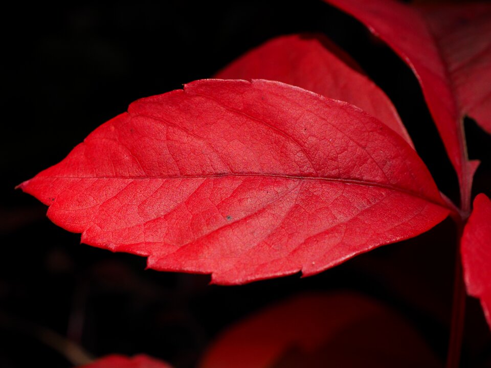Ordinary jungfernrebe wine autumn