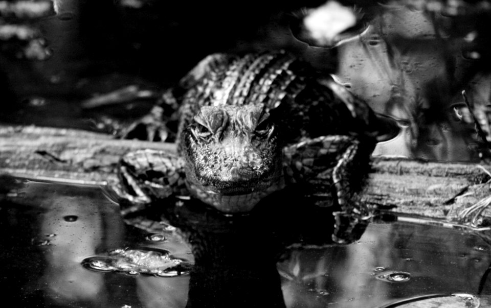 gator stare