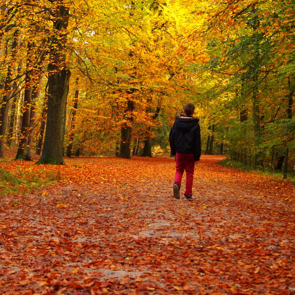 Landscape walking path walk