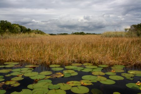 Marsh