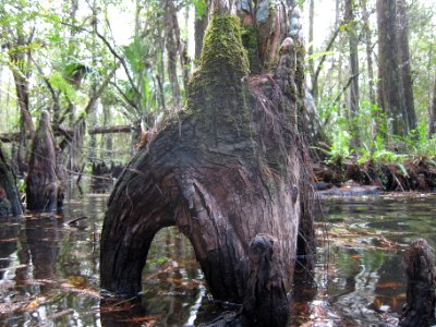 cypress knee photo