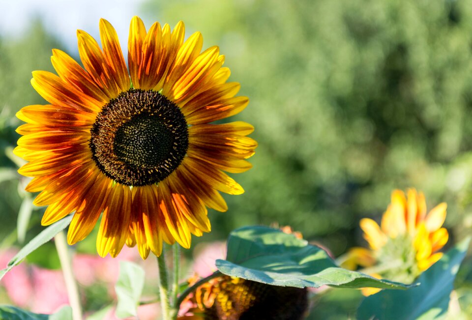 Brown-yellow flower plant