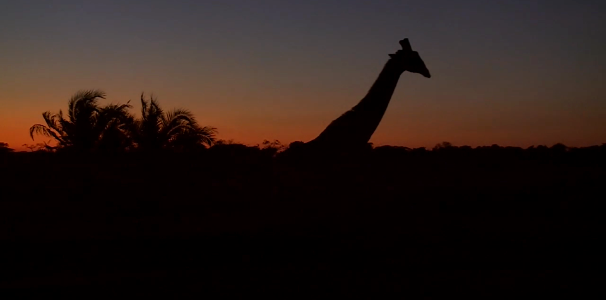 Blue Hour in Kenya Savanna