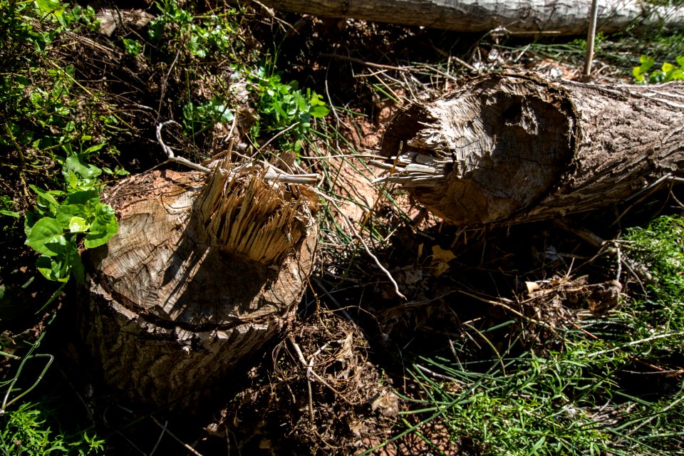 Beaver cut in Courthouse Wash