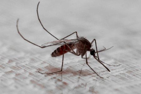 Mosquito