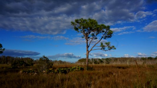 Slash Pine in the Prairie