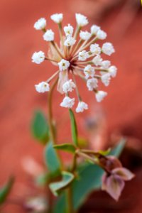 Sand verbena (Abronia fragrans)