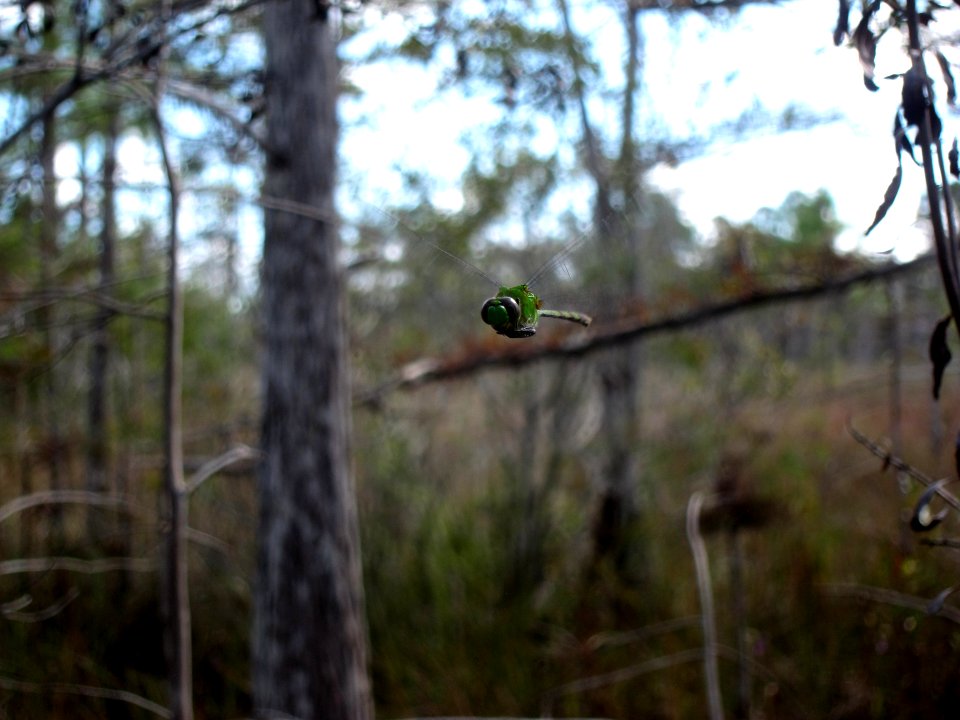 dragonfly in flight