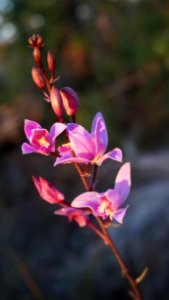 Pine Pink Orchid photo