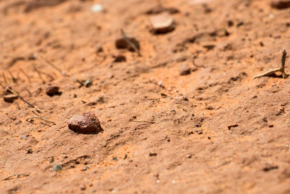 Humble beginnings: young soil crust.