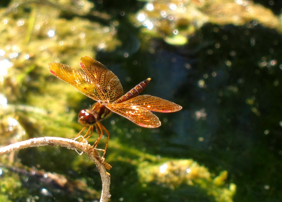 dragonfly