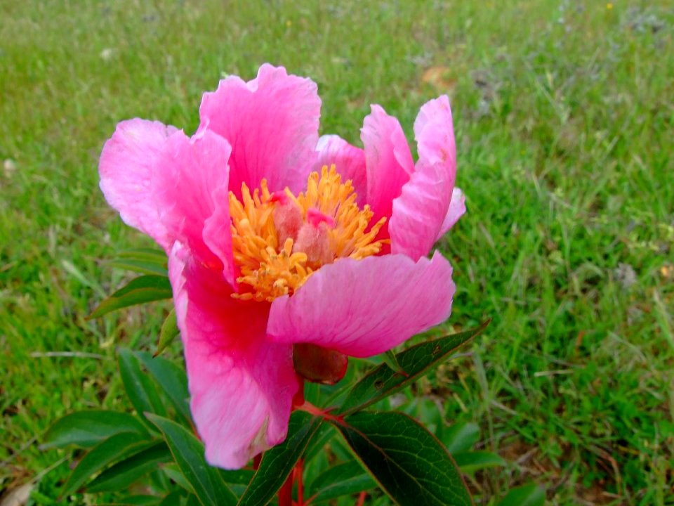 Rosa Albardera