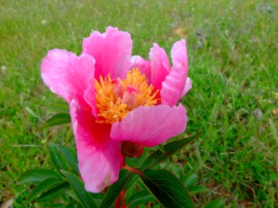 Rosa Albardera