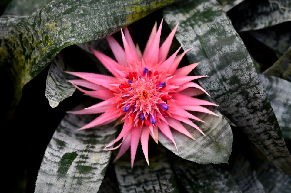 Bromelia (Aechmea fasciata) DSC 9558