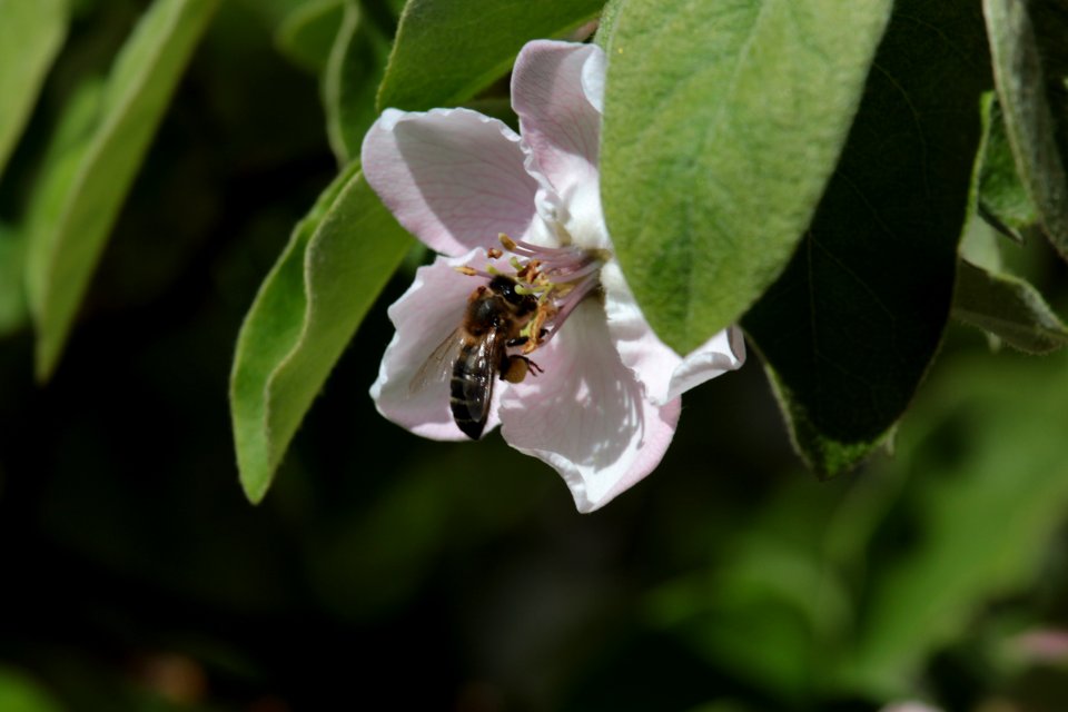 Abeja y membrillero