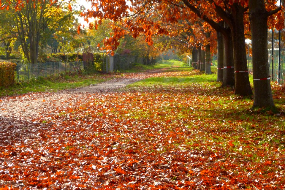Herbstbäume