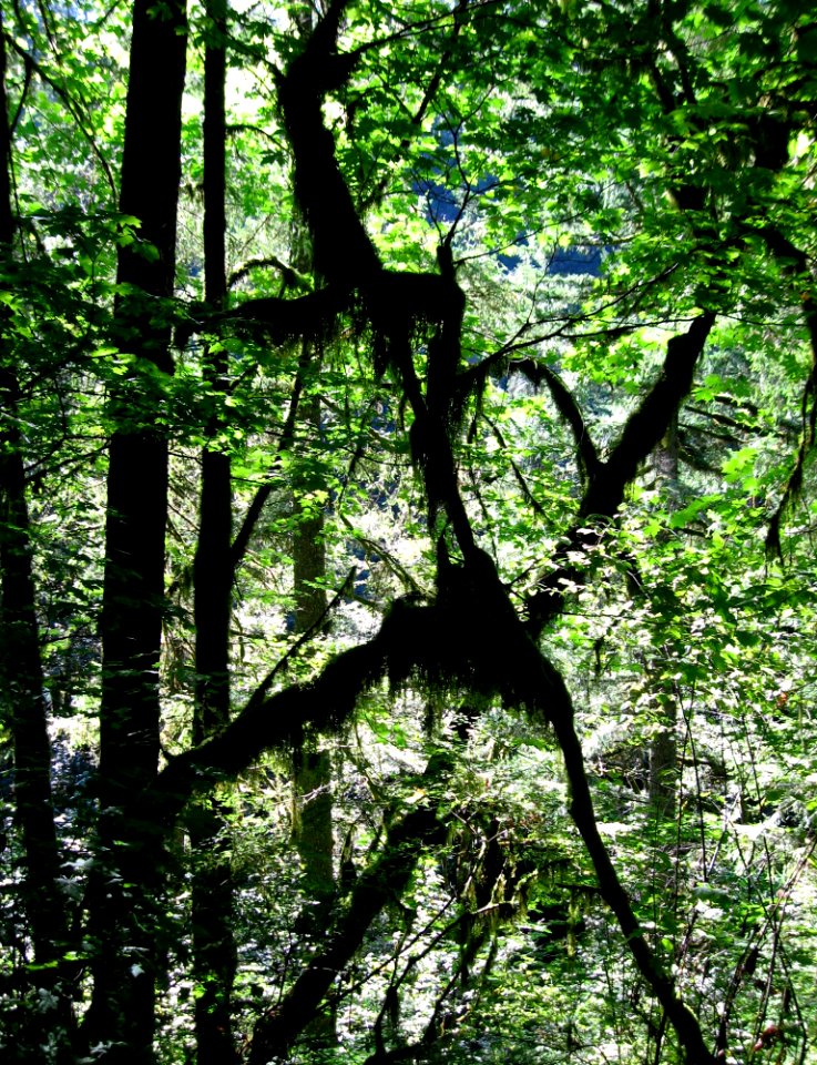 Moss man, tree vines on the run, Oregon