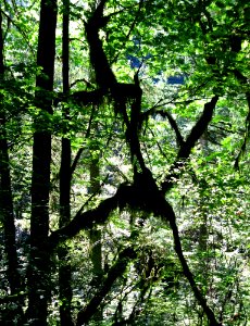 Moss man, tree vines on the run, Oregon