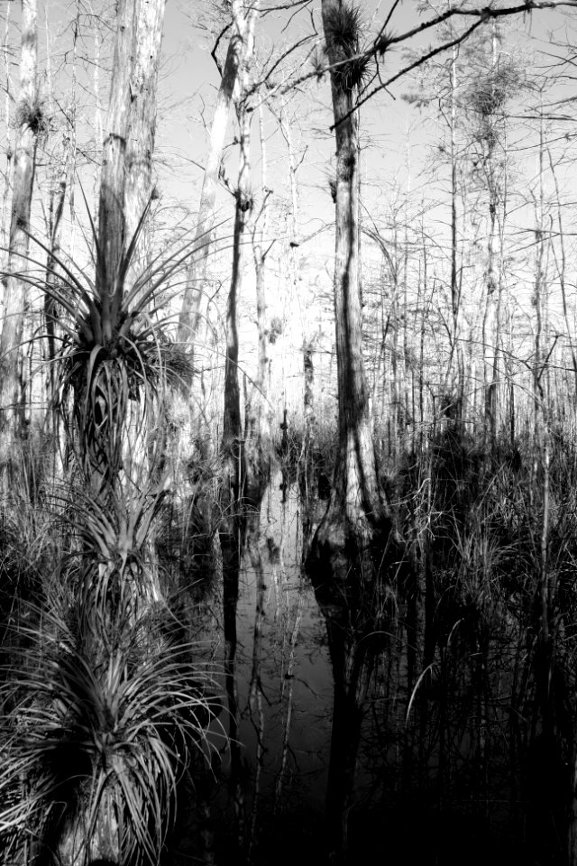 FL Trail Mullet Slough