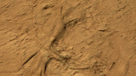 martian fossil photo