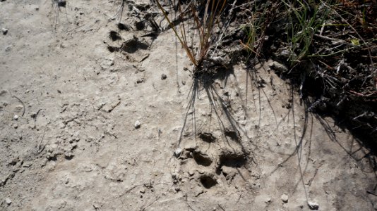 panther tracks on Skillet strand ORV trail