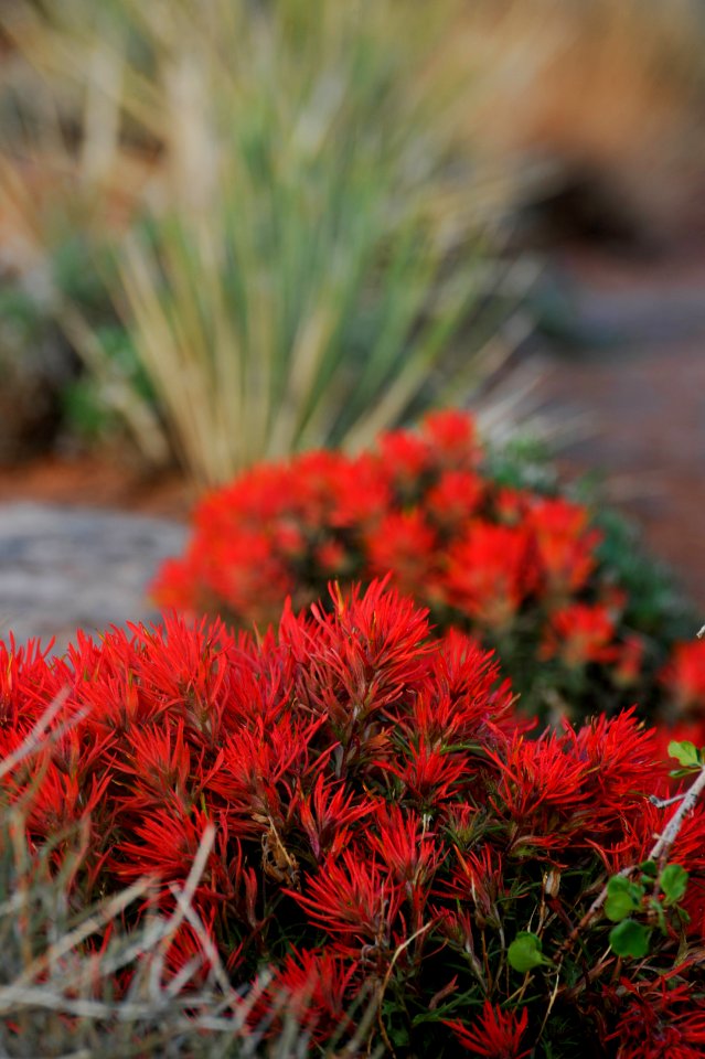 Common Paintbrush