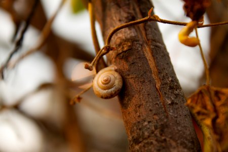 Shell without its host