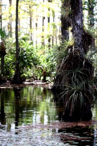Gator Hook Dome