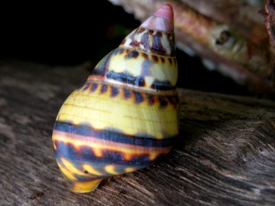 Liguus Tree Snail