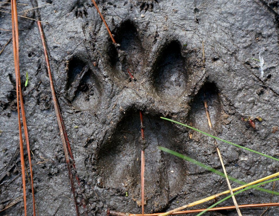Panther track