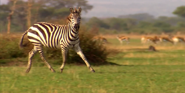 Zebra-Kenya