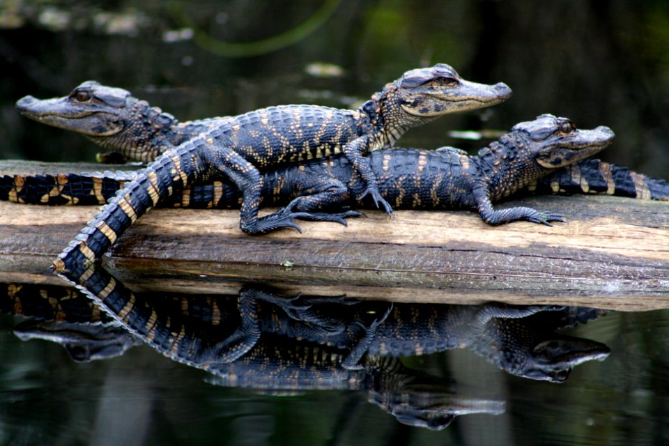 little gators